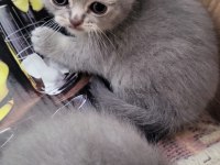 Scottish shorthair bebekler