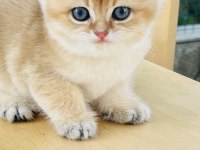 Tip kürk şahane british shorthair prenses