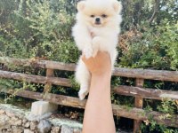 Irk Ve sağlık Garantili Pomeranian Bebekler