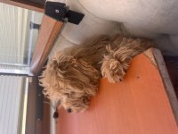Trabzon 4 aylık aşılı çipli karneli toy poodle