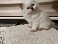 British longhair yavrularımız sahiplerini bekliyor
