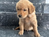 A kalite sağlık ırk garantili golden retriever yavrular