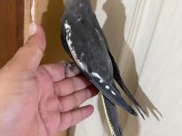 EVİNİZE MASKOT 50 GÜNLÜK GREY SULTAN BEBEK