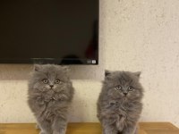 BRITISH LONGHAIR GRİ YAVRULARIM 