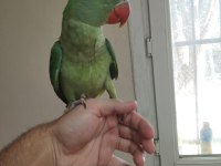 İskender Papağanı Yavru