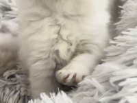 2 aylık orijinal british longhair