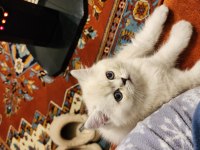 Safkan British Shorthair Blue Point
