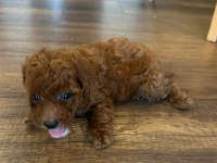 Kore Toy Poodle Erkek