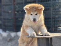 Orijinal Akita kırma filan değildir
