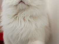 Kısır 3 yaşında british longhair erkek