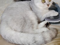 Scottish fold silver