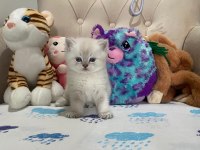 British Shorthair Silver Point Yavrular