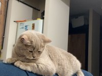 British shorthair ücretsiz sahiplendirme