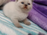 BLUE POİNT SCOTTİSH STRAİGHT BEBEKLERİMİZ