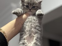 British shorthair kedimiz