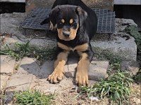 Rottweiler erkek ve dişi yavru