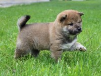 Türkiyede Tek Shiba İnu Yavrular