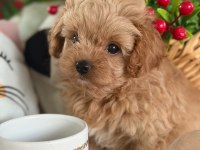 MÜKEMMEL GÜZELLİKTEKİ MALTIPOO YAVRUM 