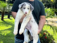 Border collie kapıda ödemeli çiftlik kredi kartı geçer