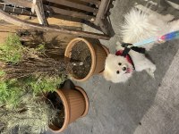 Pomeranian kısır aşıları tam