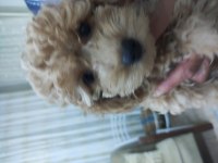 Poodle bebişler yeni yuvasını bekliyorlar
