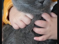 Scottish Fold Dişi