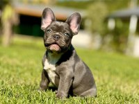 French Bulldog Yavruları ÇİFTLİKTEN   