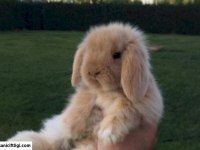 Mini Lop Tavşanı Çiftliği - Her İle Gönderim!