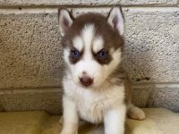 HUSKY YAVRULAR DİŞİ ERKEK
