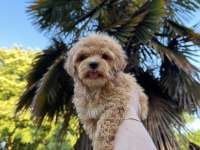 Toy Poodle