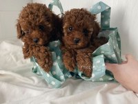 Orijinal Toy Poodle
