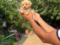 AŞILI ÇİŞ EĞİTİMLİ MALTİPOO BEBEKLER 