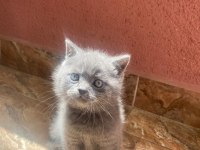 British shorthair 1 dişi ve 1 erkek