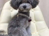 Nadir ırk garantili silver toy poodle bebekler