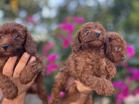 Irk ve sağlık garanti belgeli toy poodle yavruları