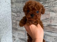 Nadir renk ve anatomide, soy şecereli poodle yavrularımız