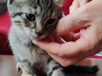 2,5 aylık kız tekir yavrular