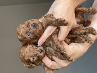 KORE KAN POODLE YAVRULARIMIZ