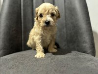 Maltipoo Kapıda Ödeme ve Kredi Kartı İmkânı Mevcuttur