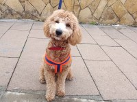 ERKEK POODLE 10 NİSAN DOĞUMLU