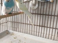 Çıtır çıtır sıcak sıcak imalattan halka muhabbet kuşlar