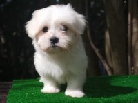 Maltese bebekler