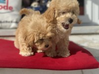 Profesyonel ruhsatlı çifrlikden maltipoo yavrular