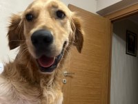 Ücretsiz golden retriever 2 yaş erkek kısır aşılı