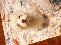 Maltipoo 4 aylık