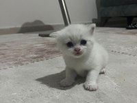 Sevimli British Shorthair Kedilerimiz