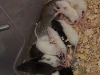 10 Adet Yavru Rat Hepsi Sahiplendirilecektir
