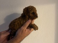 Güzeler güzeli Poodle bebekler