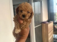 SAFKAN POODLE YAVRU