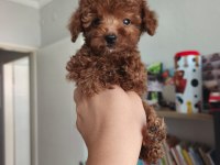 Toy poodle yavrularımız